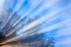 USA-Washington State-Seabeck Morning sun filtering through tree and fog Art Print